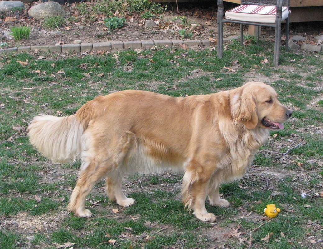 Wildwood golden retrievers sale